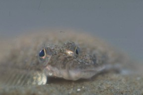 Pleuronectes flesus Picture: M. Decleer